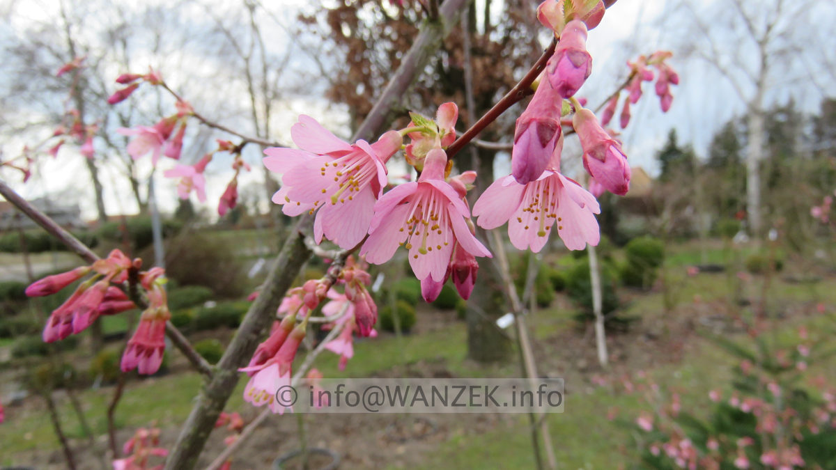 Prunus incisa Paean 04.JPG